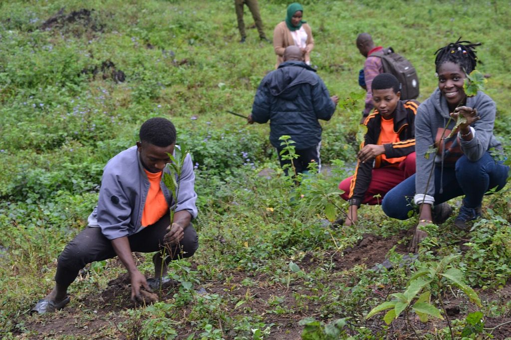 Volunteers planting seedlings