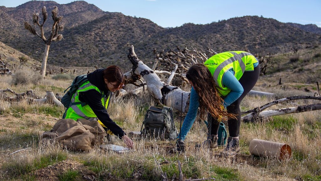 Two volunteers planting